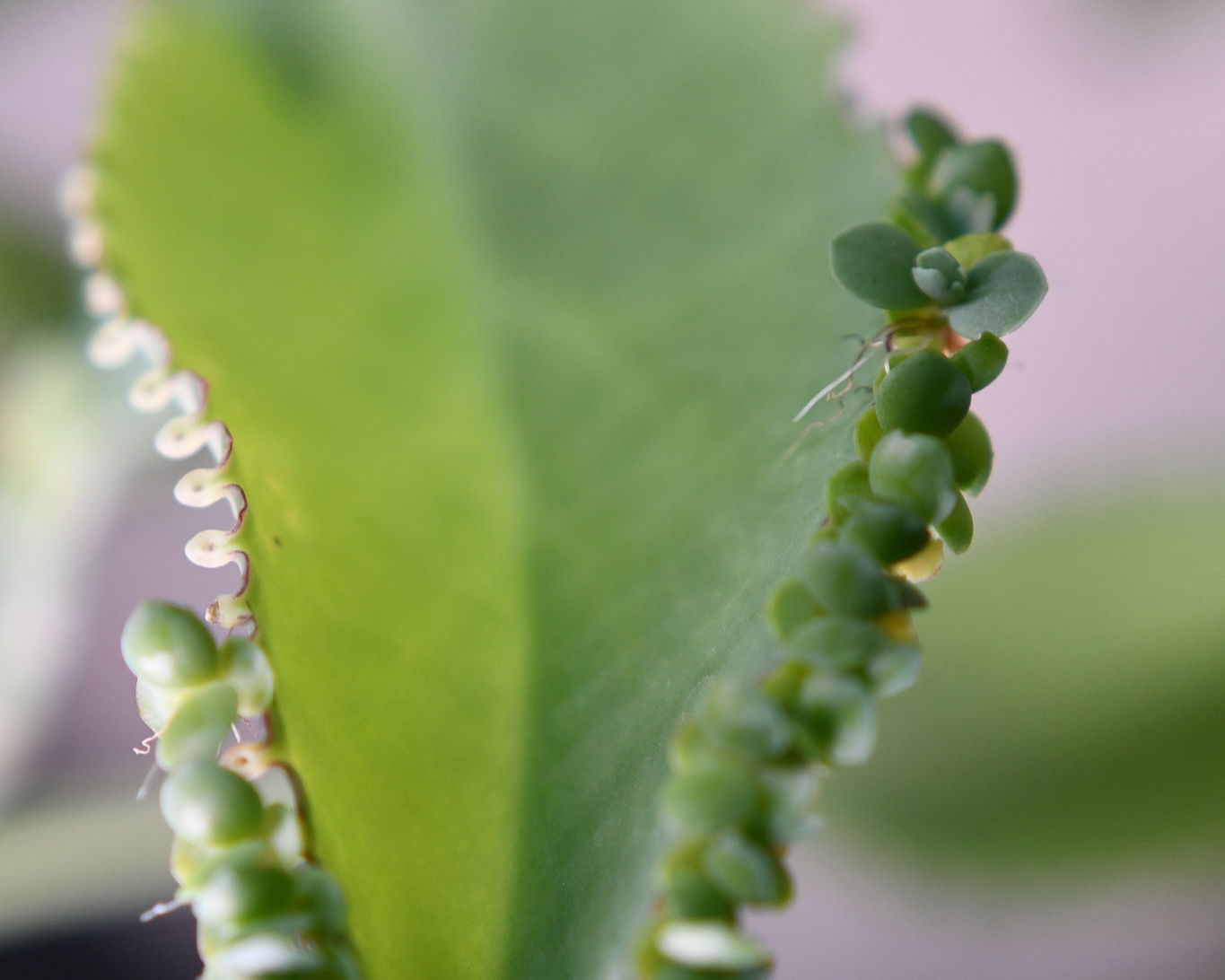 Mother of Millions Plants, How to Grow & Care